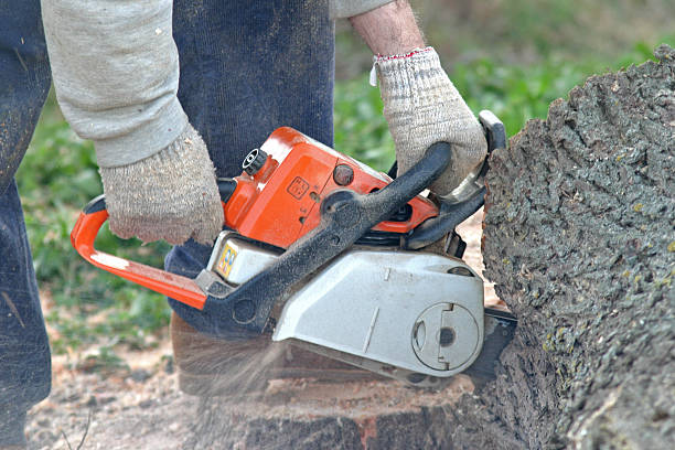 Tree and Shrub Care